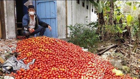 Harga Anjlok Petani Di Aceh Buang Tomat