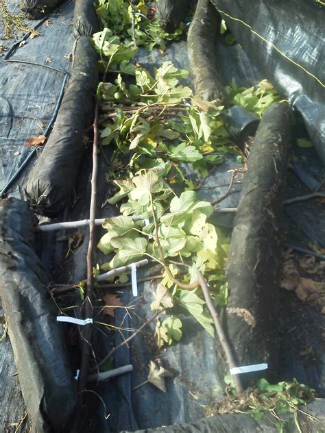 Growing fig trees in compost socks - General Fruit Growing - Growing Fruit