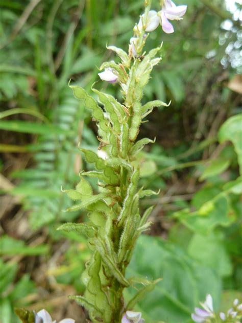 Desmodium velutinum (Willd.) DC.