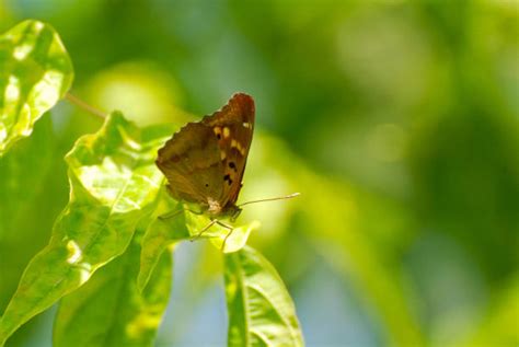 140 Lesser Purple Emperor Butterfly Photos Stock Photos Pictures