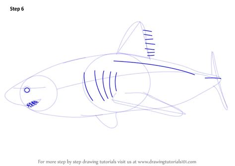 How To Draw A Salmon Shark Sharks Step By Step