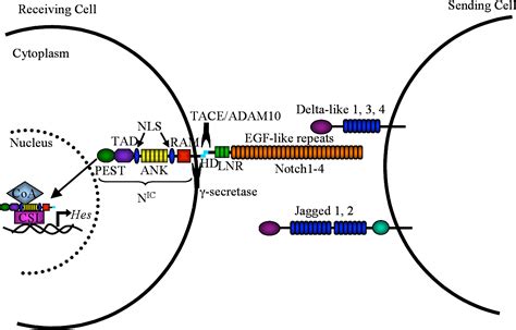 Figure 1 1 From Functions Of Lunatic And Manic Fringe In Regulating The