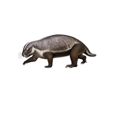Conservation news on Cryptic Species