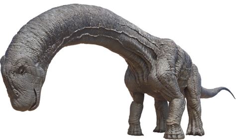 Апатозавр: описание динозавра с картинками. Скелет и размер