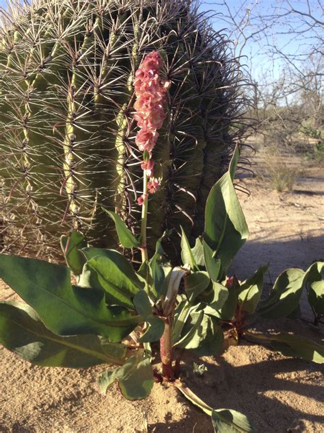 Wild Rhubarb Rises Again! | Savor the Southwest: