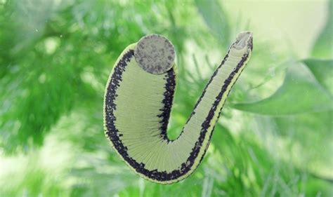 Пиявки - Купить пиявки оптом. Продажа пиявок.