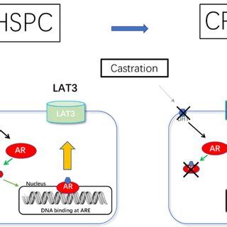 Lat Expression Is Coordinately Regulated During Prostate Cancer