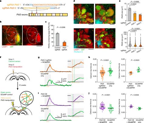 Pld Affects Axonal Spheroids And Network Defects In Alzheimers