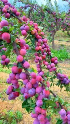 Кабачки "Пальчики оближешь"" Ингредиенты ⠀* 4 кг кабачки * 1,5 кг ...
