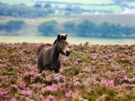 Exmoor National Park, England -- National Geographic | National parks ...