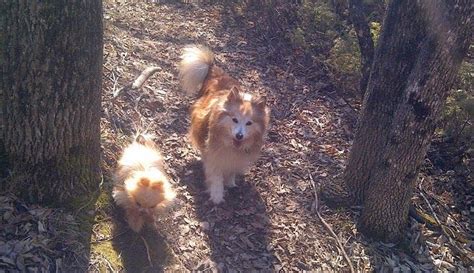 Ottawa Valley Dog Whisperer Dog Psychology Dog Whisperer Dogs