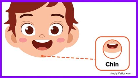 Parts Of The Human Head For Kids Learning