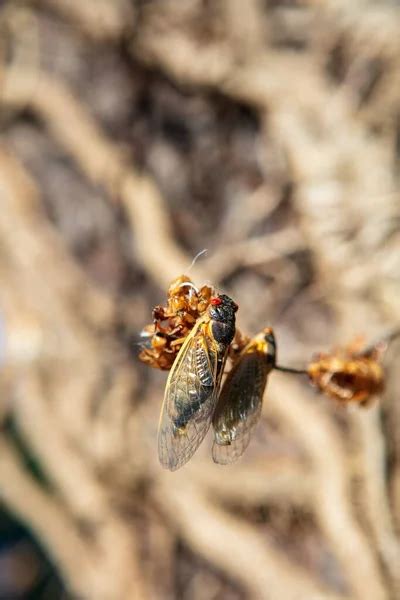 Cicada Hatching Stock Photos Royalty Free Cicada Hatching Images