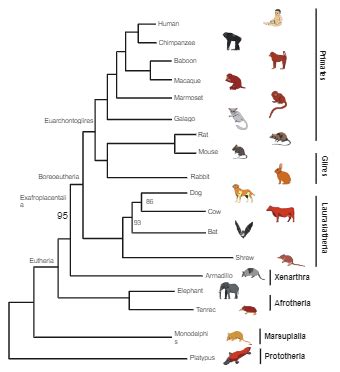 Phylogenetic Tree Templates | EdrawMax Free Editable