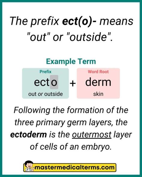 Ecto Master Medical Terms