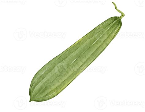 angled luffa watercolor illustration isolated element  png