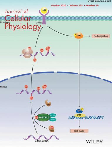 Cover Image Volume 235 Number 10 October 2020 Journal Of Cellular