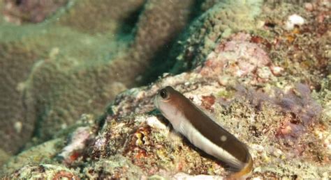 soyak wreck dive site map review  soyak wreck  tioman island