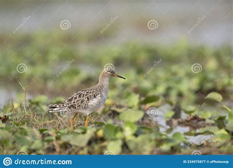 Ruff Or Calidris Pugnax At Mangalajodi Tangi Odhisa Stock Image