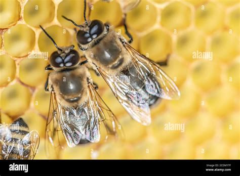 Closeup Macro Big Drone Bee In Honeycomb Male Bee With Bee Worker Stock