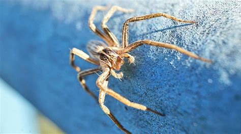 How To Tell If The Spiders In Your Houston Home Are Dangerous Affordable Effective Pest