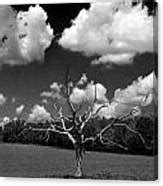 Naked Photograph By Beverly Stapleton Fine Art America