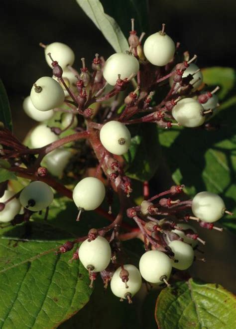 Red Osier Dogwood - Kitsap Conservation District