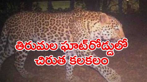 Tirumala తరమలల చరత సచర Cheetah Migration in Tirumala anr