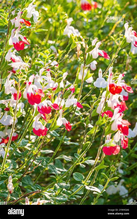 Hot Lips Baby Sage Salvia Microphylla Hot Lips Flowers Stock Photo Alamy