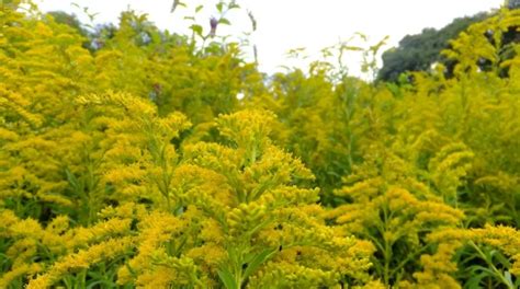 Золотарник как медонос: обыкновенный и канадский, медопродуктивность и ...