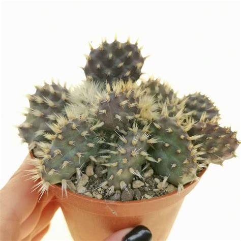 Opuntia Hintonii 10 Cm Cactaceae Giromagi Vendita Piante Grasse