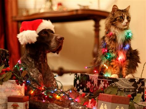 S Animados De Bonitas Y Traviesas Mascotas Navideñas