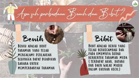 Apa Perbedaan Benih Dan Bibit Studyhelp