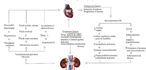 Figure 1 From Angiotensin Converting Enzyme Inhibitors And Receptor