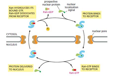 Compartments, Sorting, Protein Movement, Intracellular Trafficking and ...
