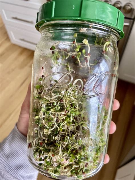 Growing Broccoli Sprouts In A Jar At Timothy Abell Blog
