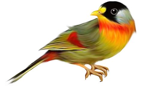 Gambar Lukisan Burung Homecare24
