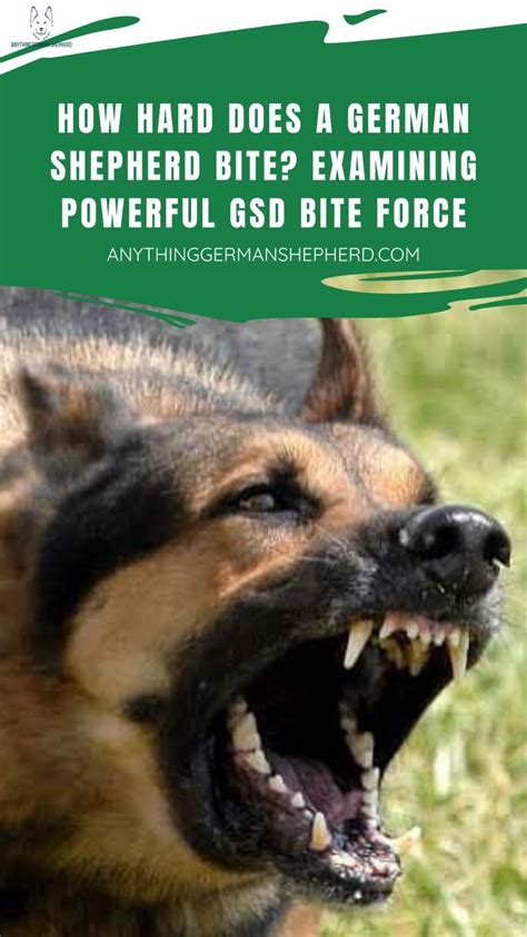 How Hard Does A German Shepherd Bite? Examining Powerful GSD Bite Force ...