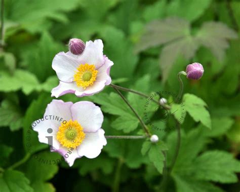 Anemone Tomentosa Robustissima Kopen Herfstanemoon