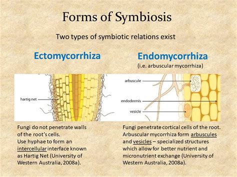 The Plant Fungi Partnership Benefits Of Trade Words