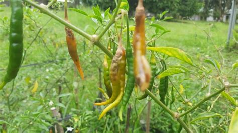 Cara Mudah Mengendalikan Lalat Buah Cabai Oerban