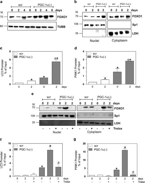 Foxo1 Promotes Mitophagy In A Ros Dependent Manner During Myogenesis