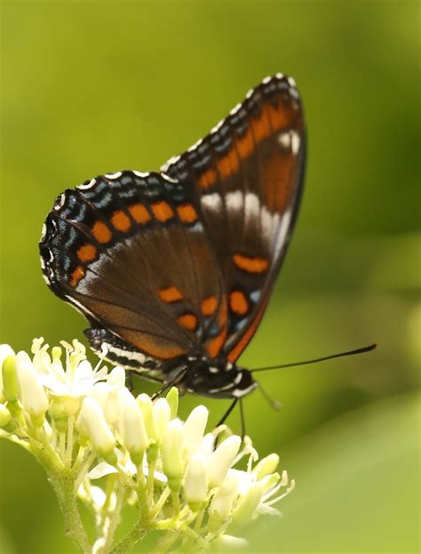 Red Spotted Admiral Butterflies Of Oakland County Mi Inaturalist