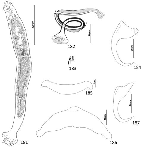 species  dactylogyridae platyhelminthes monogenoidea infecting