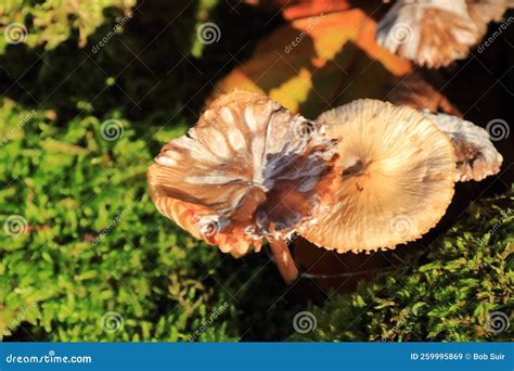 Gymnopus Confluye Hongos Oto Ales Creciendo En Madera Muerta Imagen De