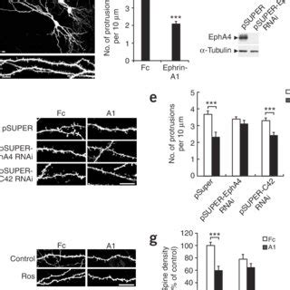 Inhibition Of Cdk Activity Attenuates The Ephrin A Stimulated