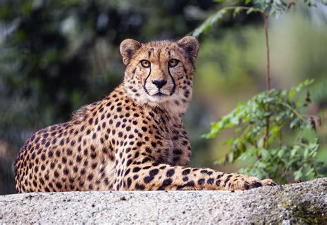 Acinonyx – гепард: описание, фото, скорость, где обитает, виды, сколько ...