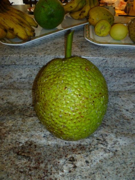 Tostones De Pana Breadfruit Fritters Breadfruit Puerto Rico Food