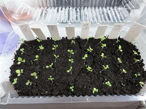 Сурфиния: посадка и уход, выращивание из семян, фото и описание