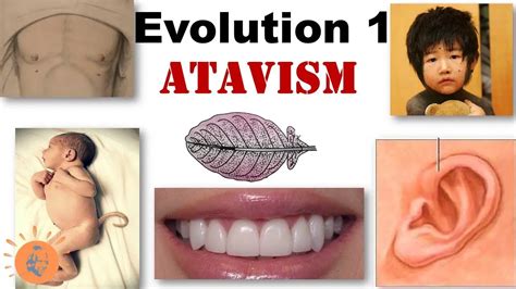 Difference Between Atavism And Retrogressive Evolution Relationship